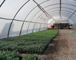 bedding plantation services in haryana