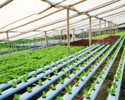 Hydroponics services in haryana