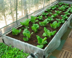 Vegetable nursery service in haryana