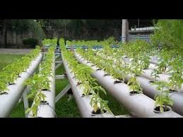 hydroponics service in Haryana