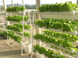 hydroponics service in Haryana