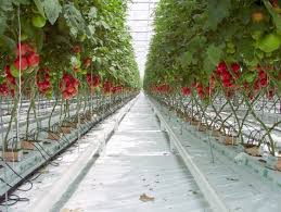 hydroponics service in Haryana