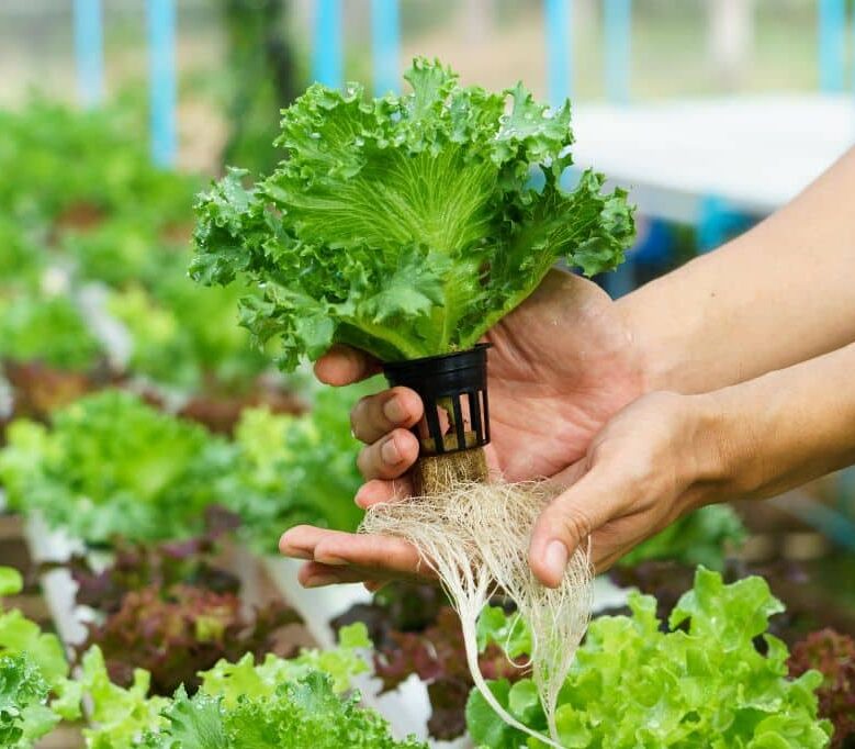 hydroponics service in Haryana