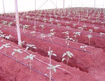 Bedding Plant service in Haryana